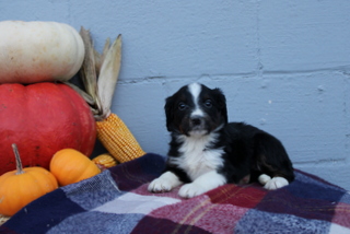 puppy, for, sale, Bernadoodle, Matthew B. Stoltzfus, dog, breeder, Gap, PA, dog-breeder, puppy-for-sale, forsale, nearby, find, puppyfind, locator, puppylocator, aca